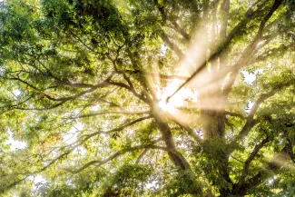 Sun coming through a canopy of trees