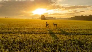 Deer in field