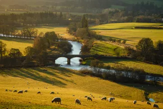 farmland with river